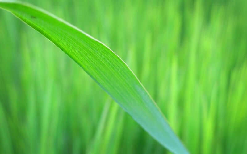 Close-up of a green leaf
