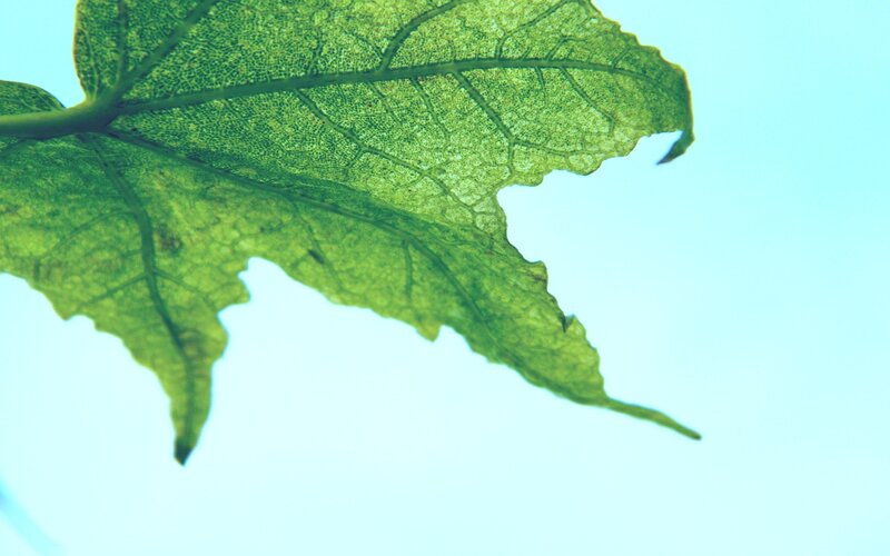 close-up of a green leaf