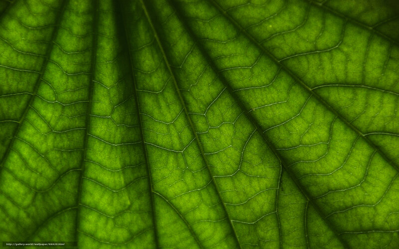 Close-up of a green leaf