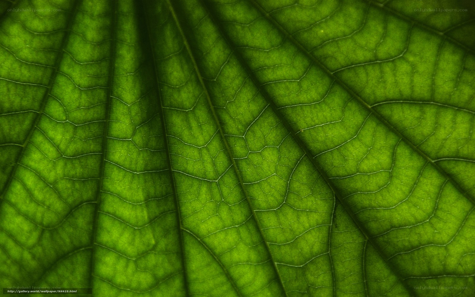 Close-up of a green leaf