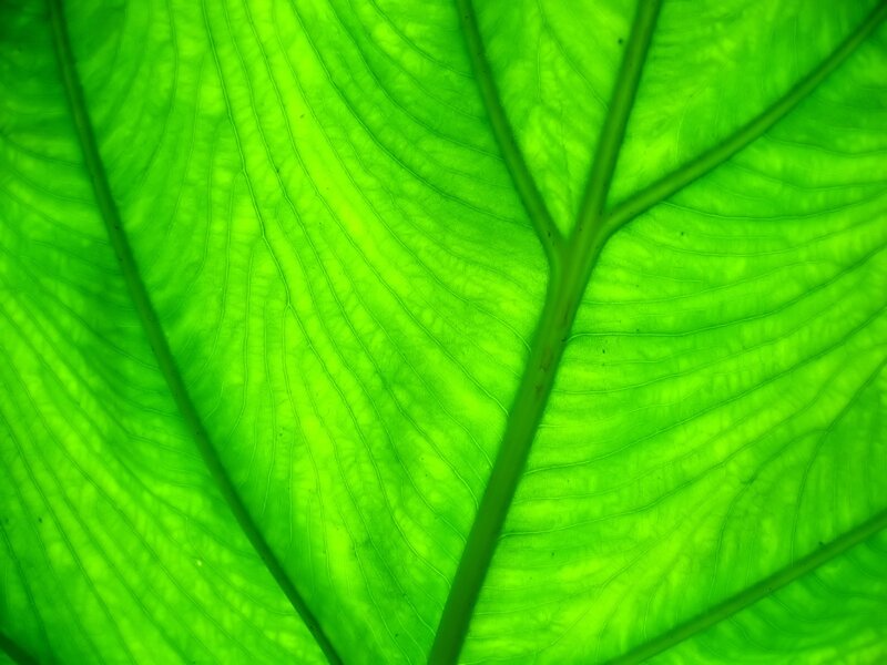 Close-up of a green leaf