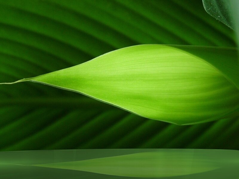 Close-up of a green leaf