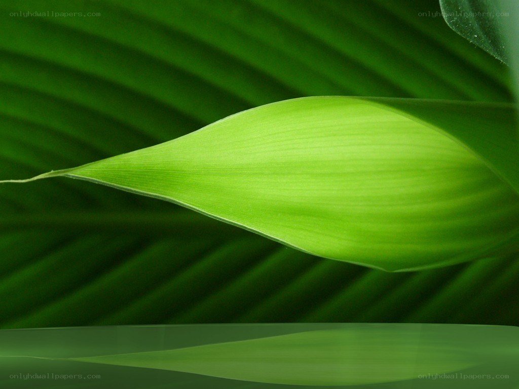 Close-up of a green leaf