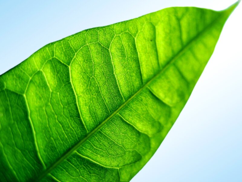 Close-up of a green leaf