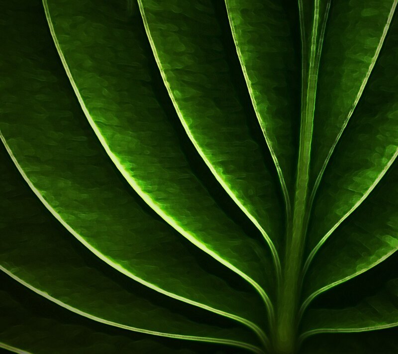 Close-up of a green leaf