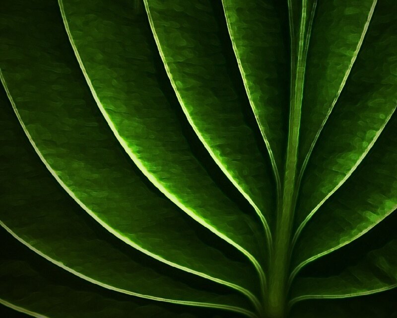 Close-up of a green leaf