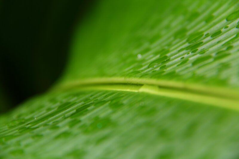 Close-up of a green leaf