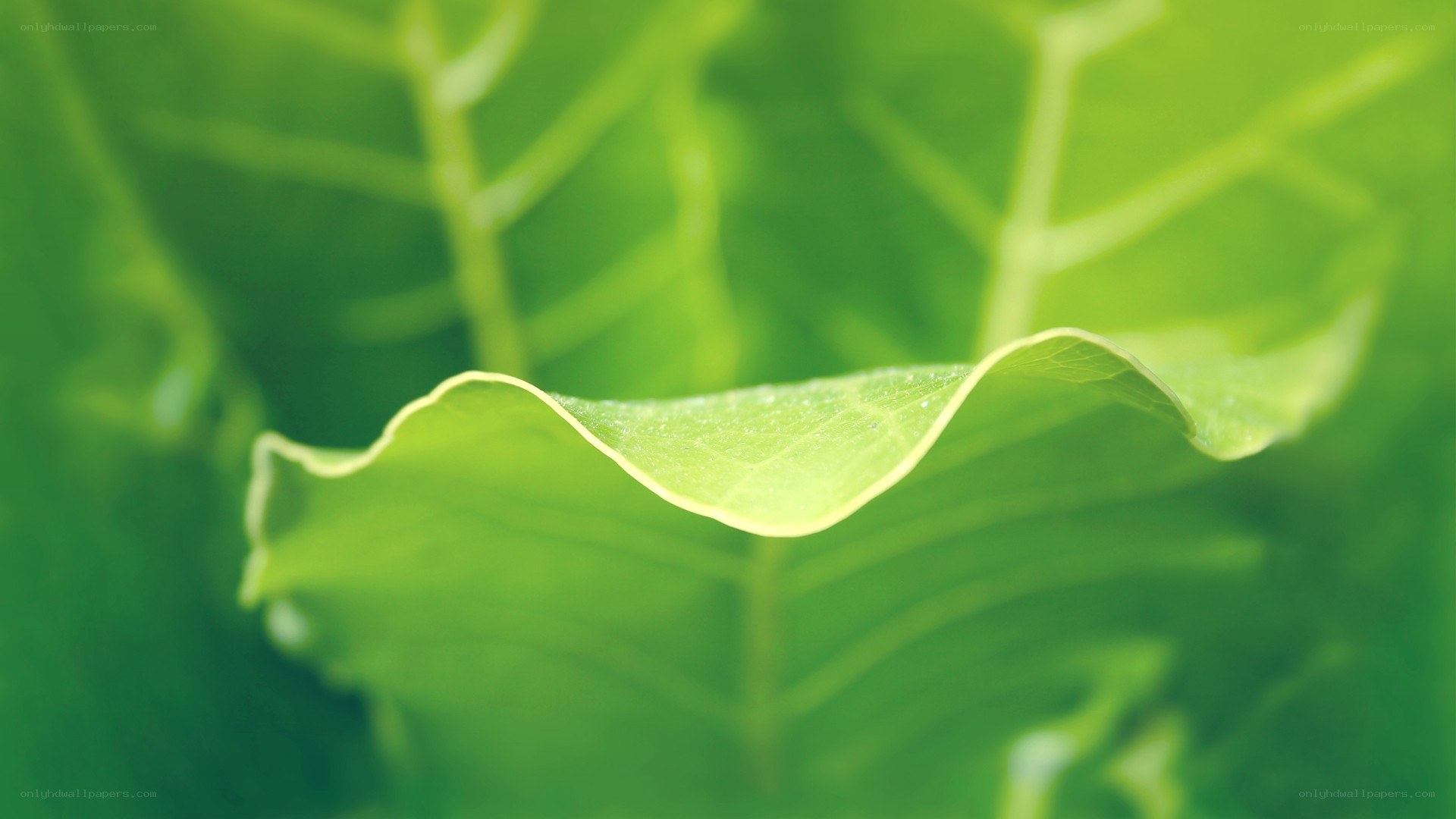 Close-up of a green leaf