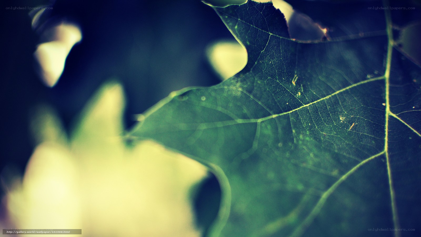 Close-up of a green leaf