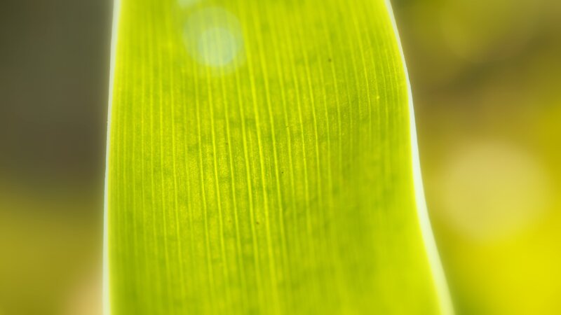 Close-up of a green leaf