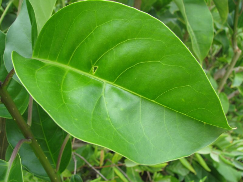 close-up of a green leaf