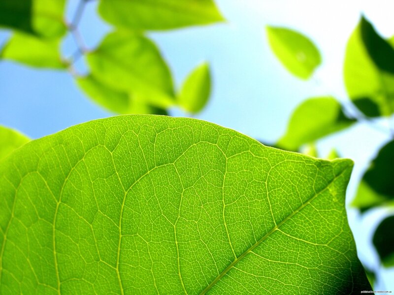 Close-up of a green leaf