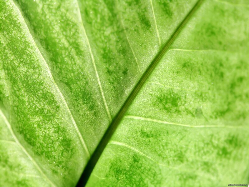 Close-up of a green leaf