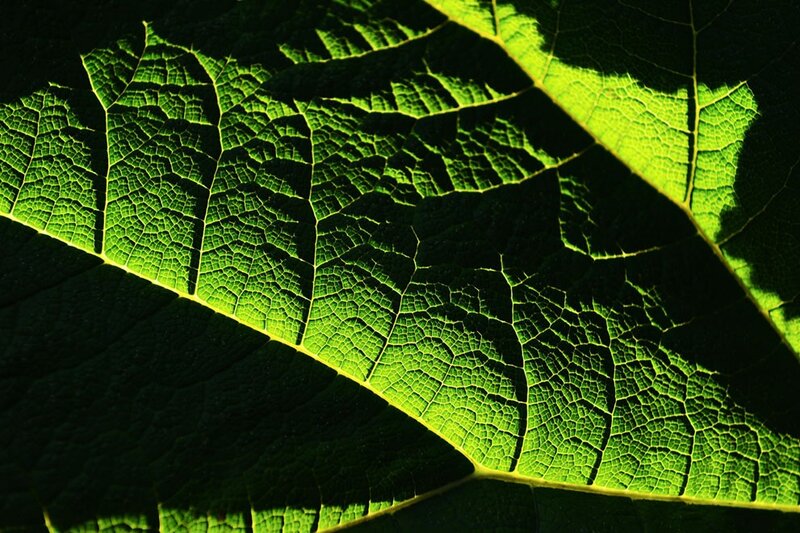 Close-up of a green leaf