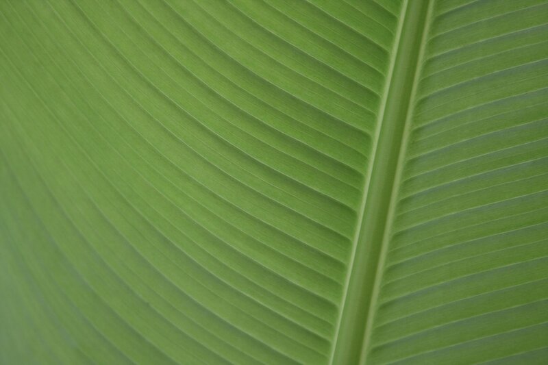 close-up of a green leaf
