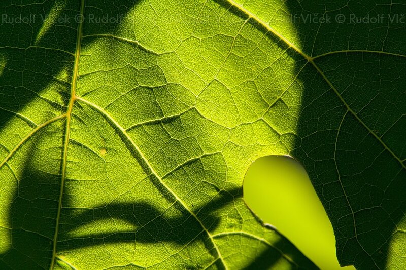 Close-up of a green leaf