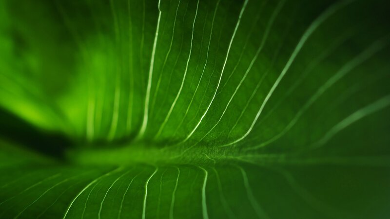 Close-up of a green leaf