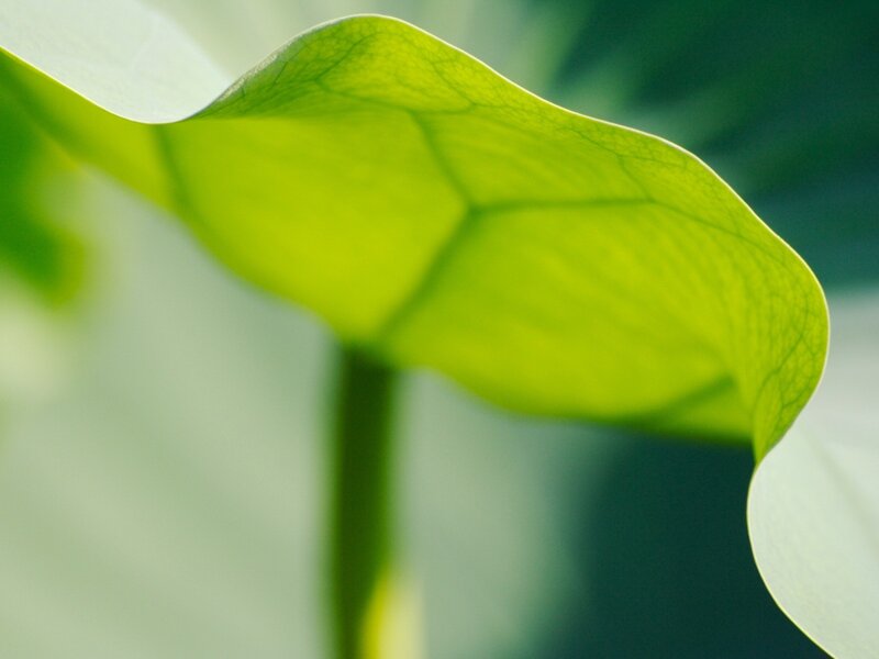 Close-up of a green leaf