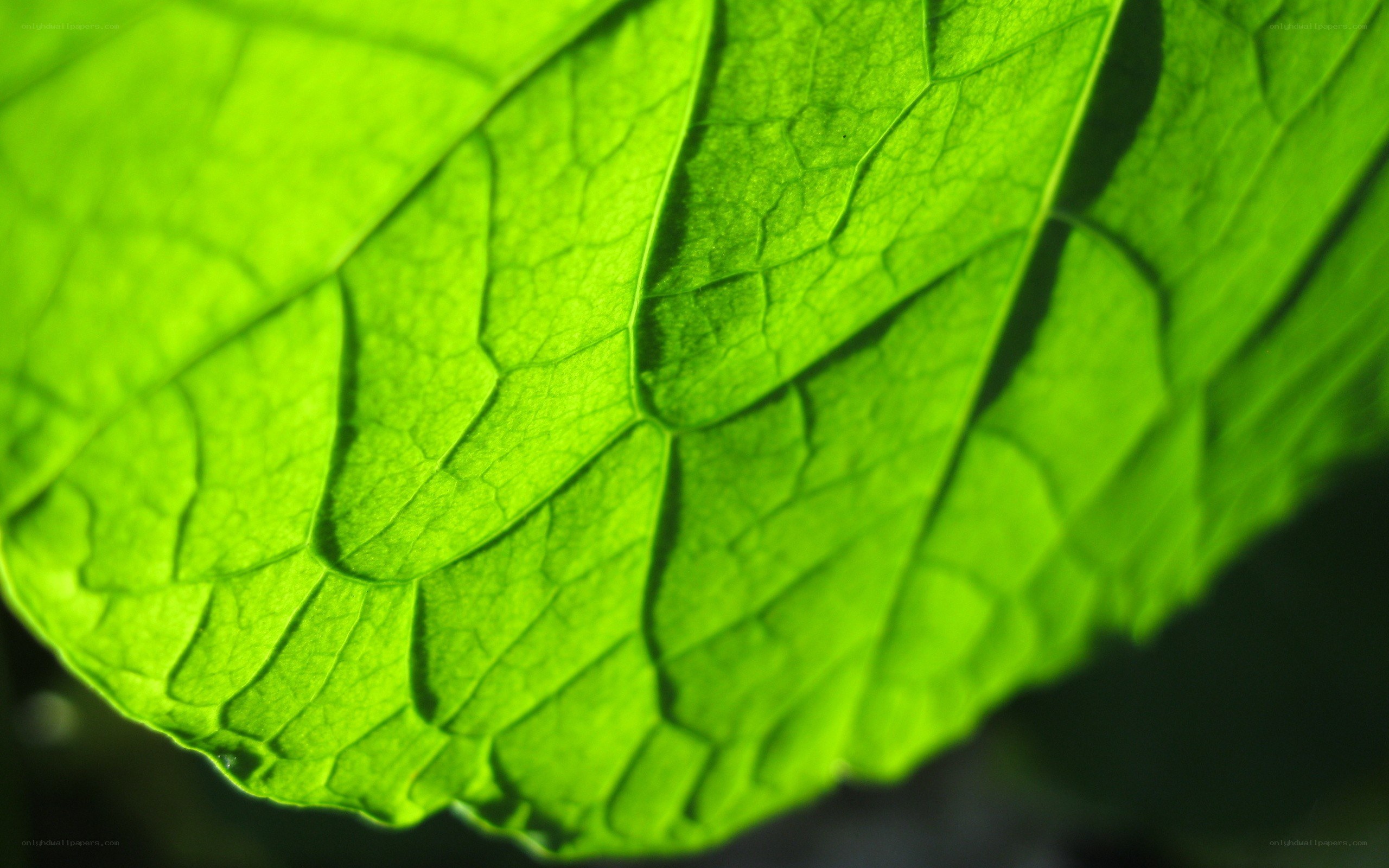 close-up of a green leaf