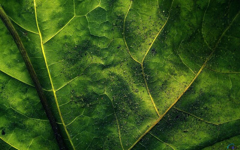 Close-up of a green leaf