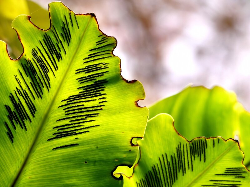 Close-up of a green leaf