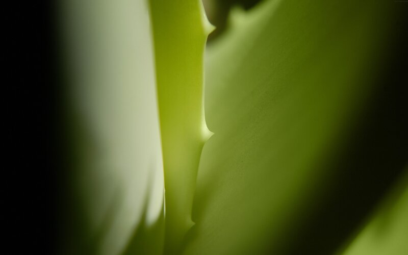Close-up of a green leaf