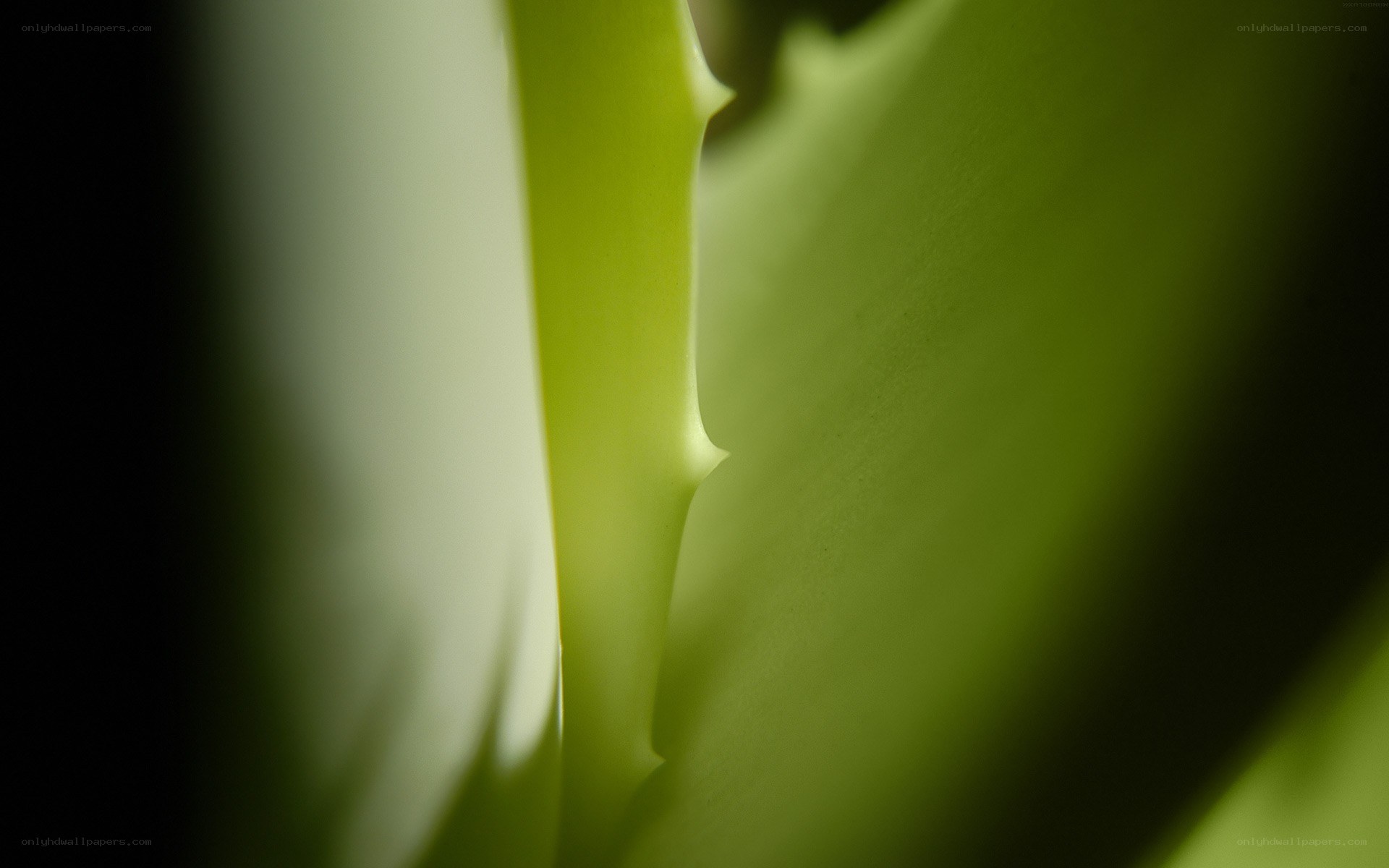 Close-up of a green leaf