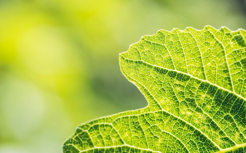 close-up of a green leaf