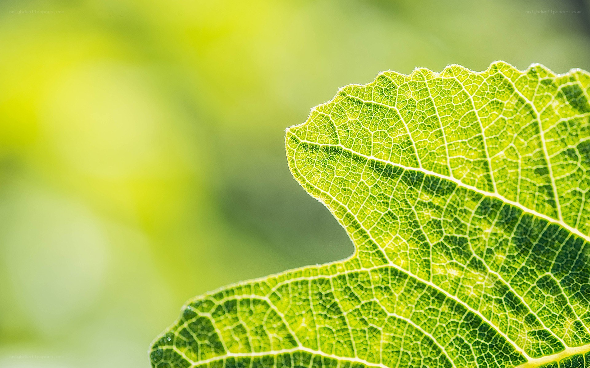 close-up of a green leaf
