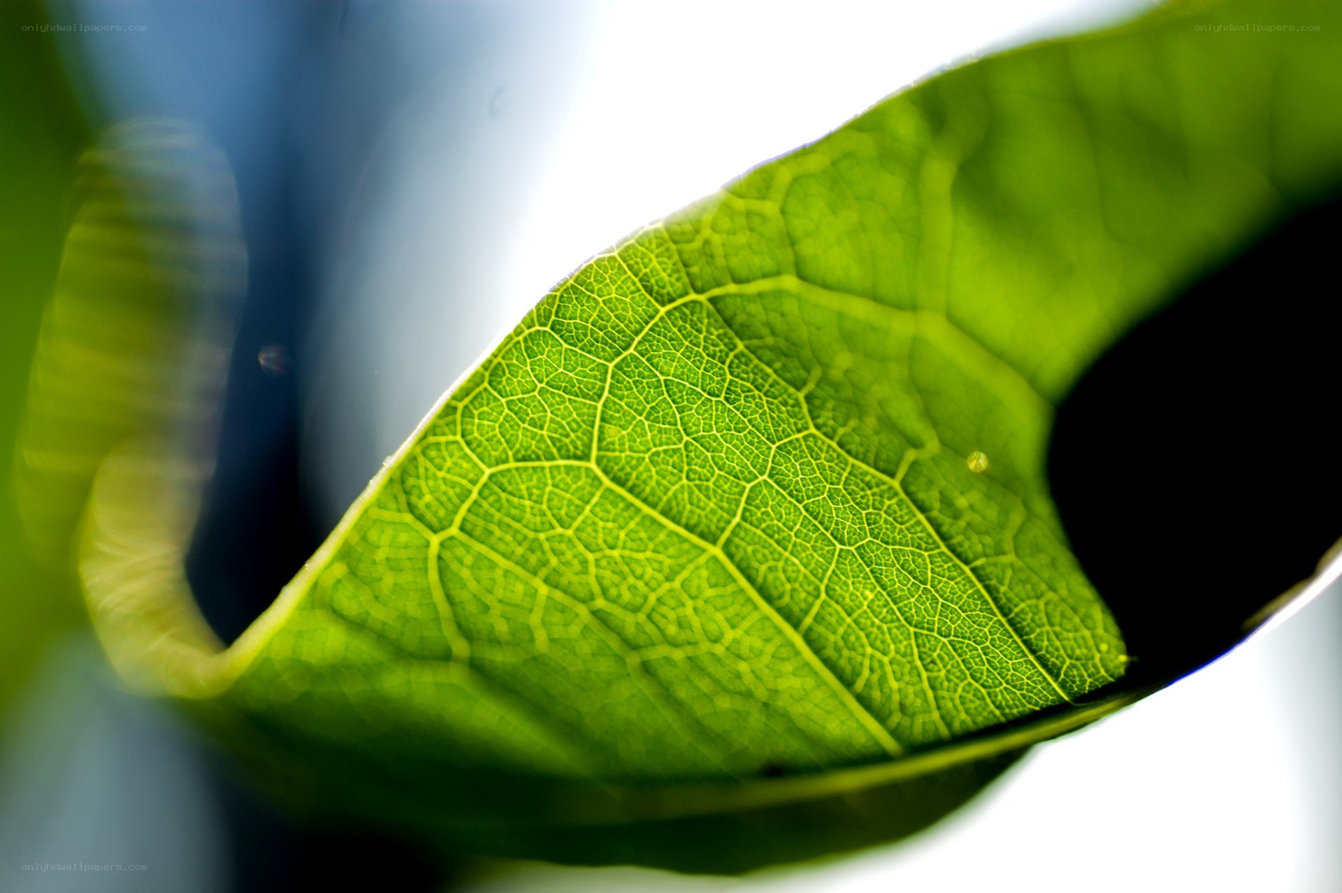 Close-up of a green leaf