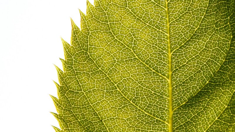 close-up of a green leaf