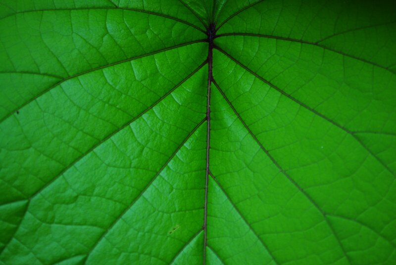 Close-up of a green leaf