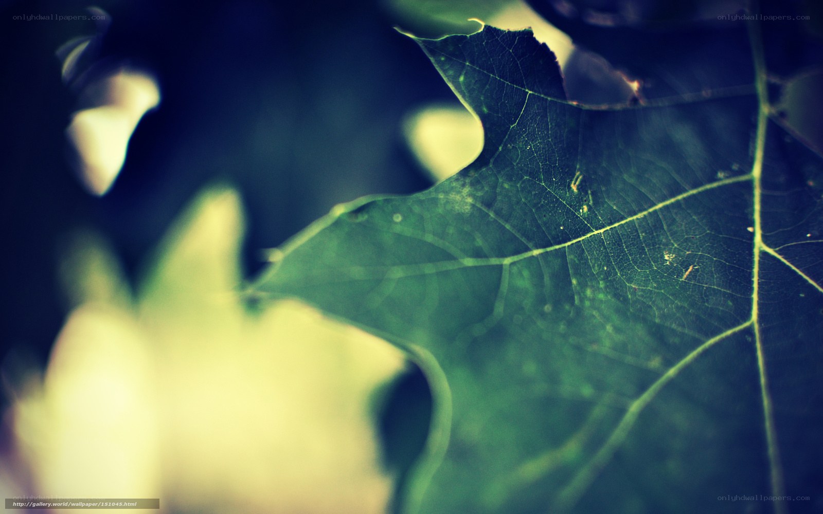 Close-up of a green leaf