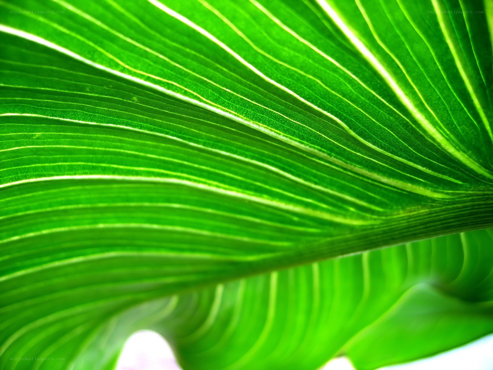 Close-up of a green leaf