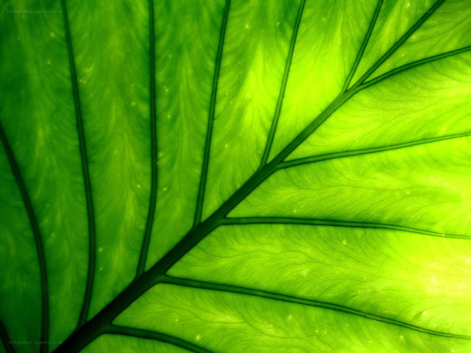 Close-up of a green leaf