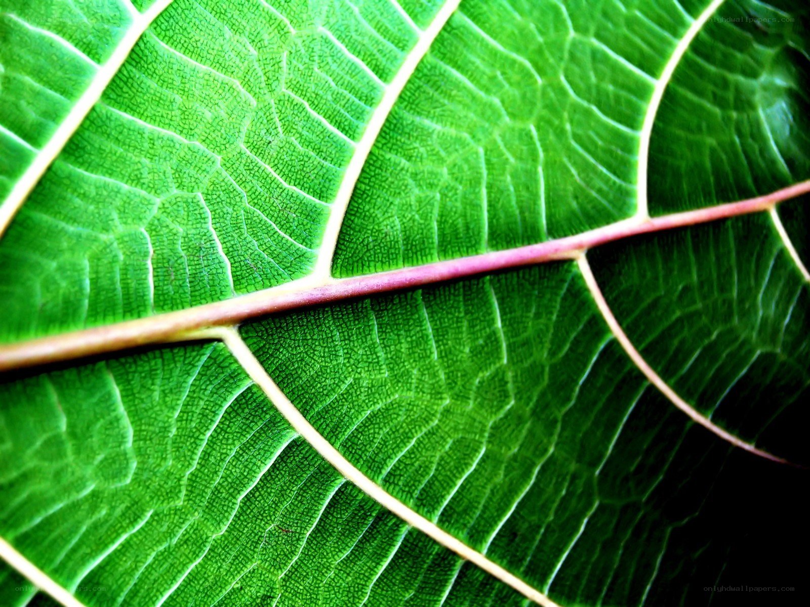 Close-up of a green leaf