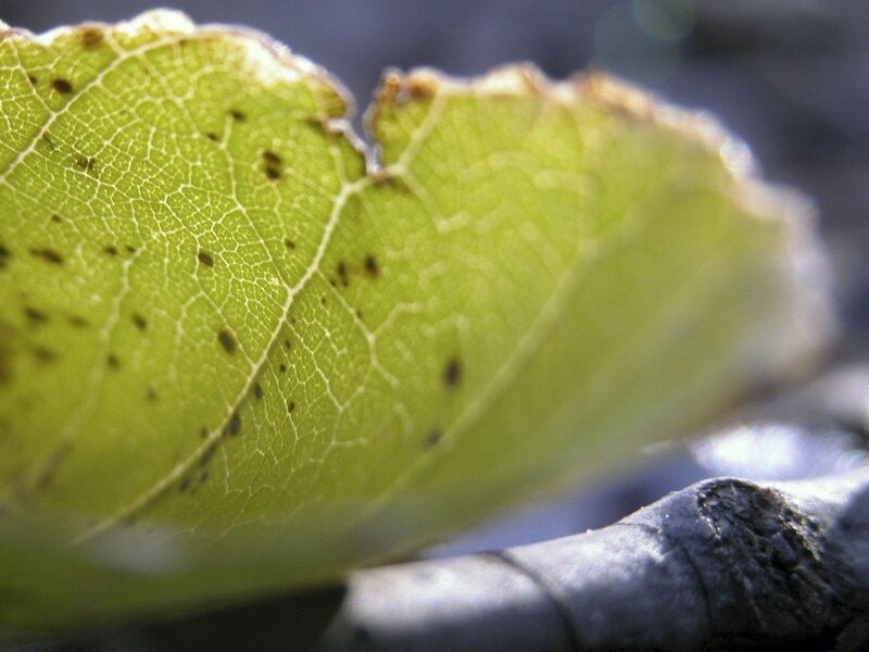 Close-up of a green leaf
