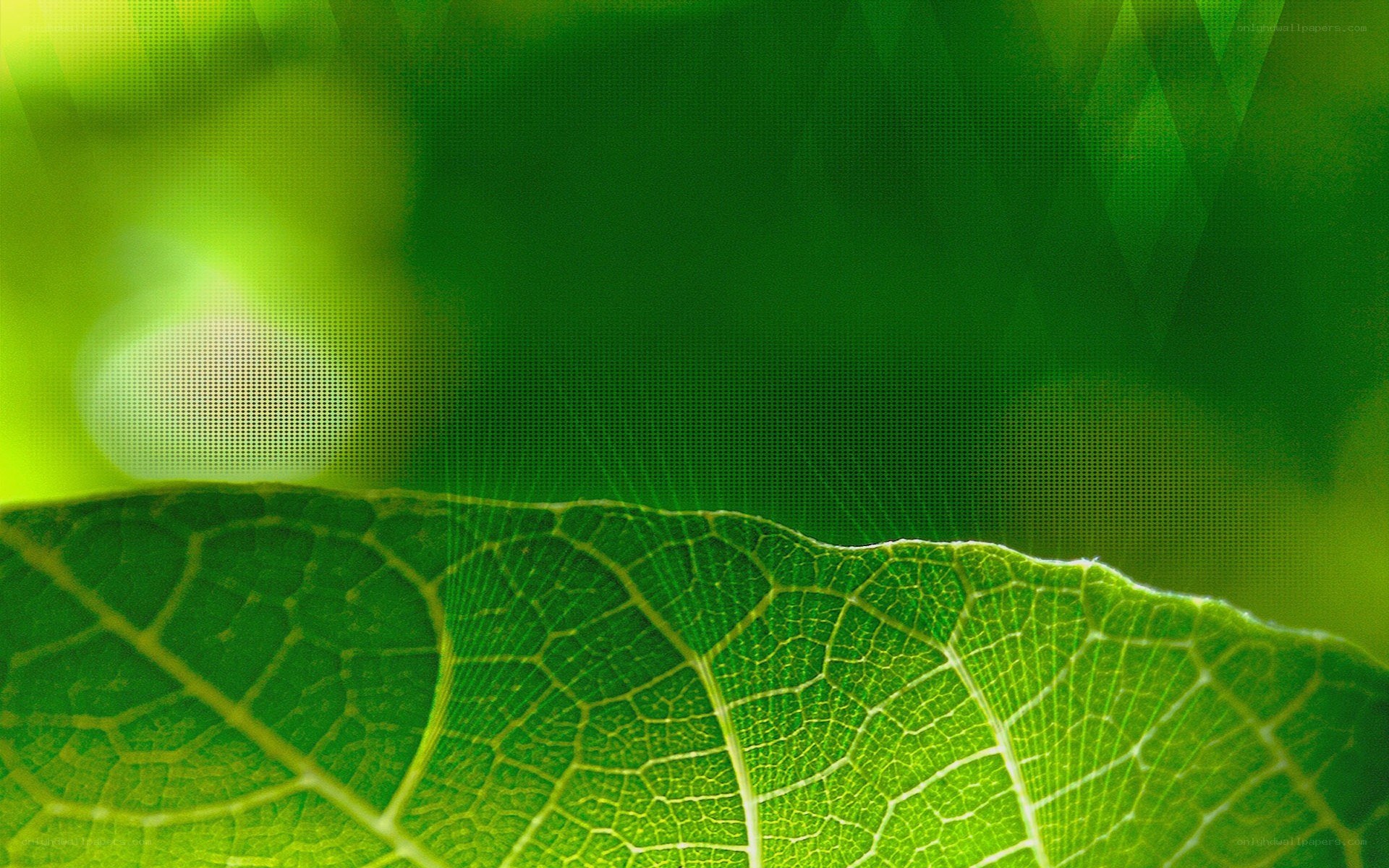 close-up of a green leaf