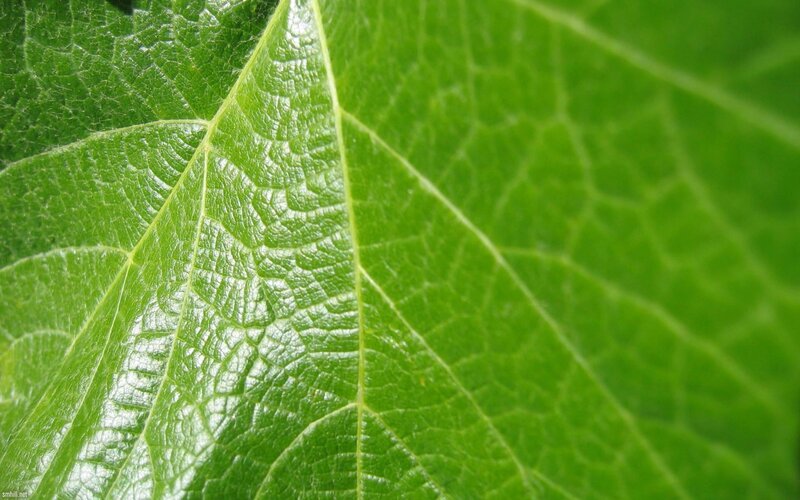 Close-up of a green leaf