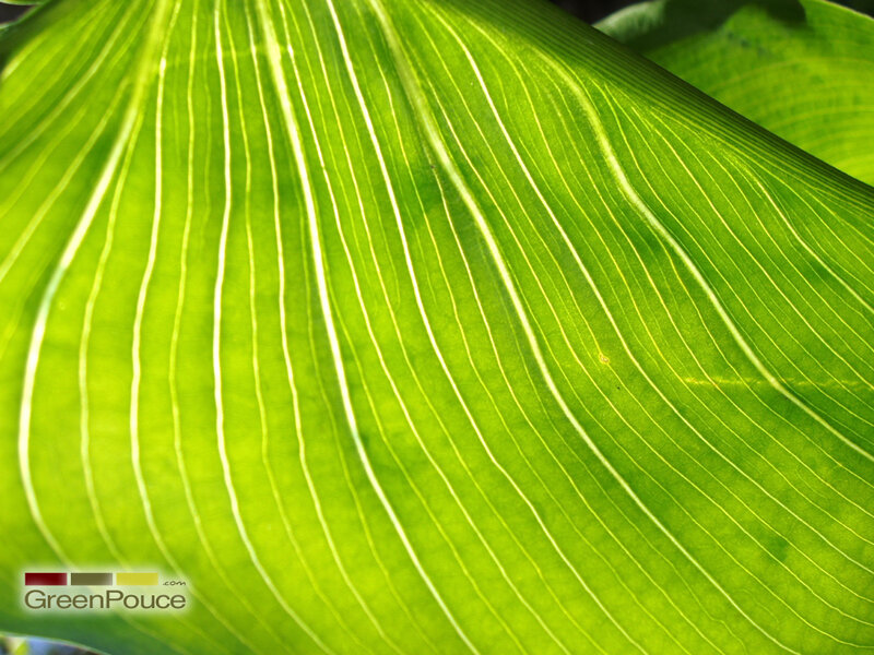 Close-up of a green leaf
