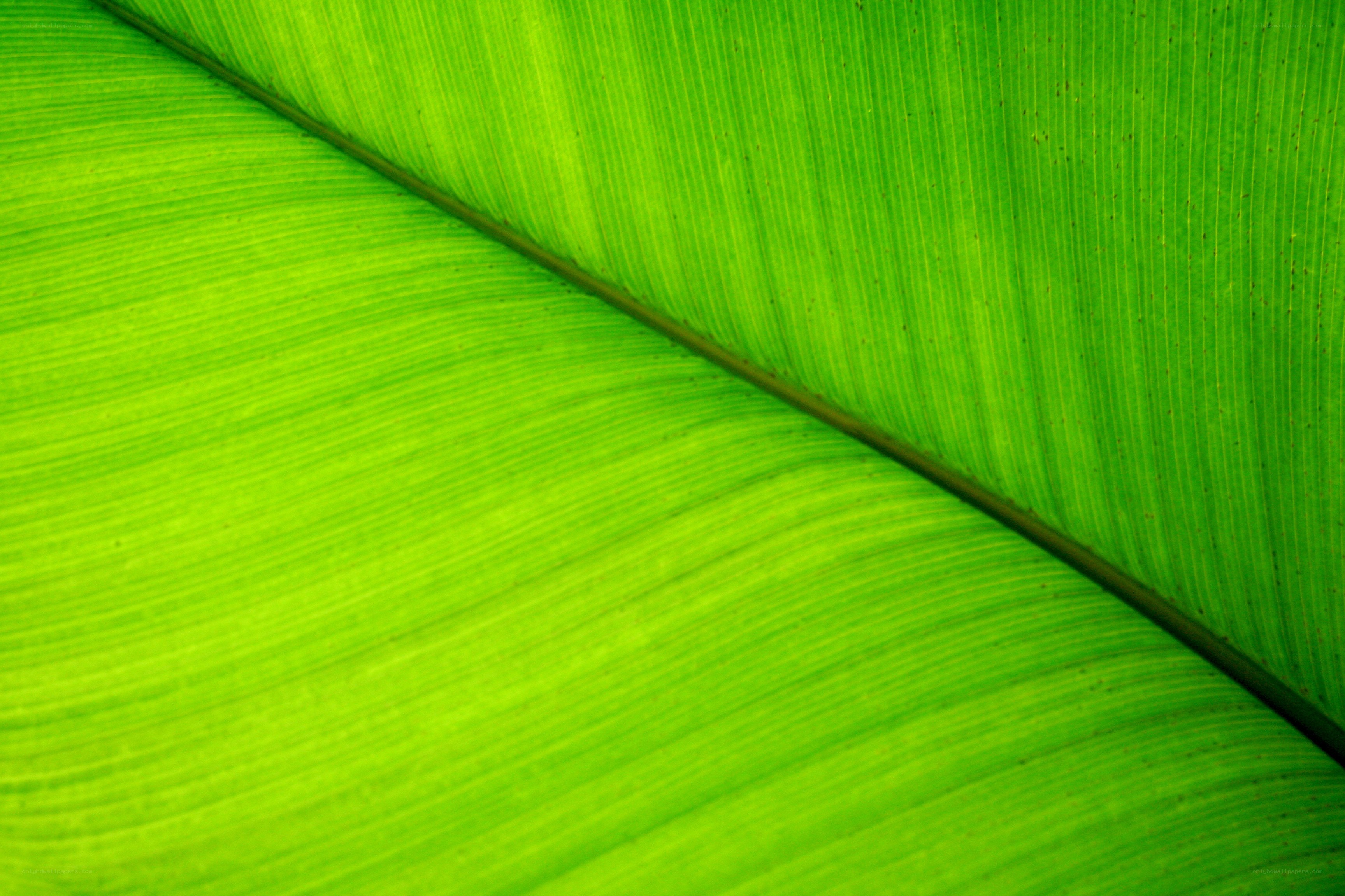 Close-up of a green leaf