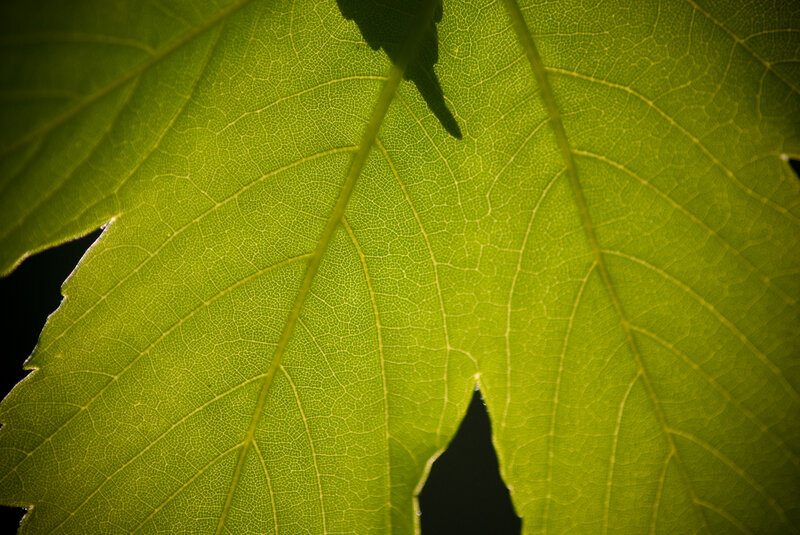 Close-up of a green leaf