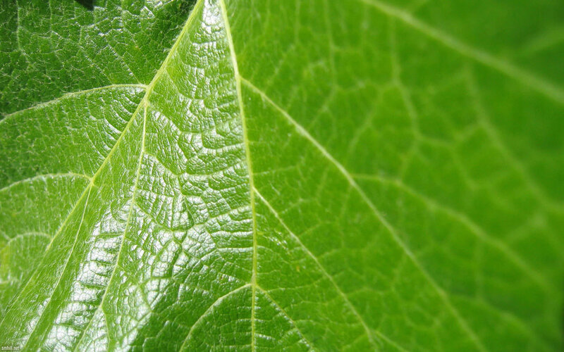 Close-up of a green leaf