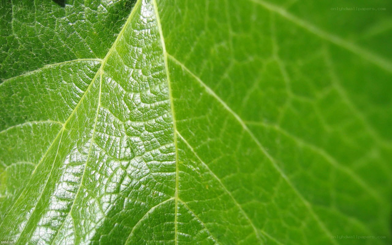 Close-up of a green leaf