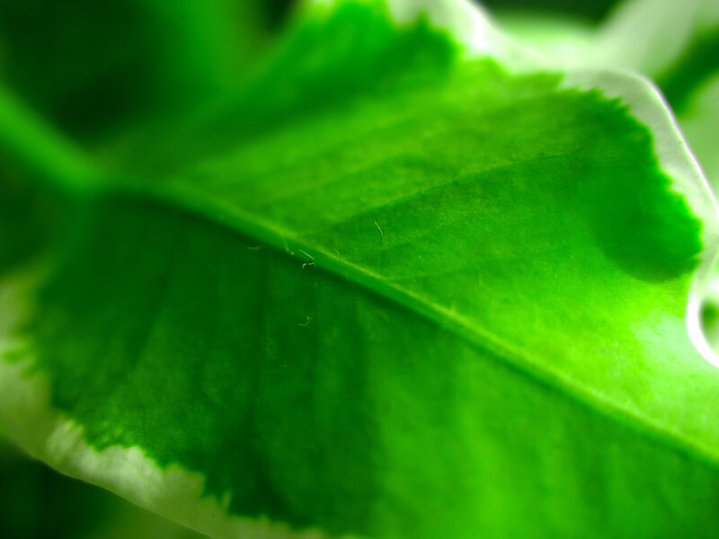 close-up of a green leaf