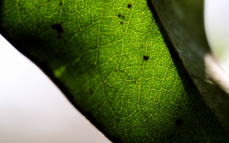 close-up of a green leaf