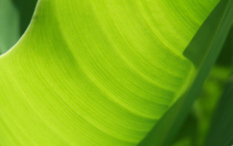 Close-up of a green leaf