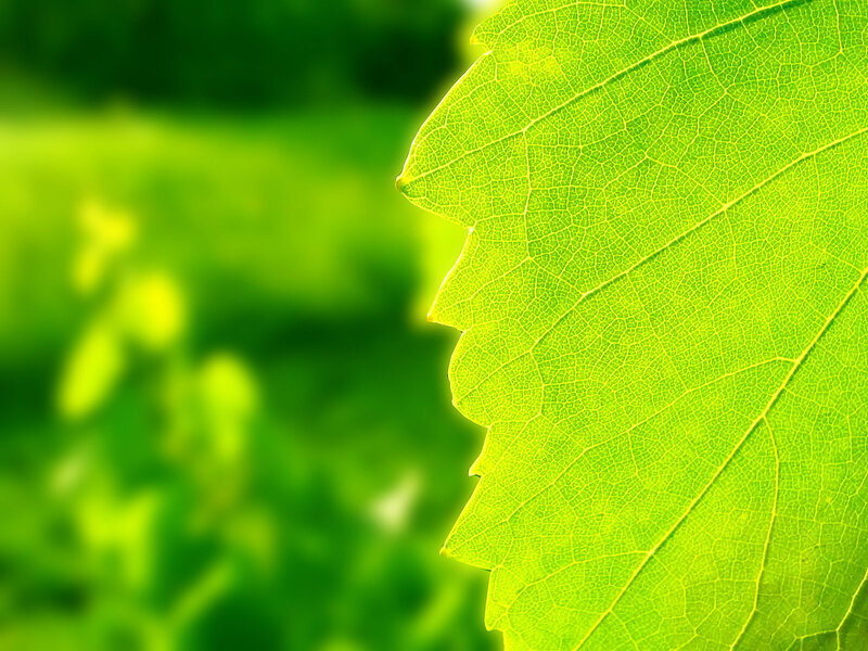 Close-up of a green leaf