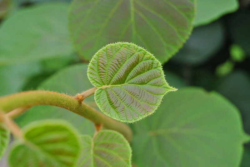 close-up of a green leaf