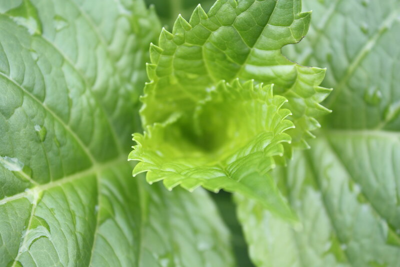 Close-up of a green leaf